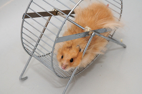 Hamster on a wheel.